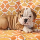 �t�n� anglick� buldok