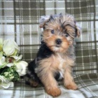Okouzluj�c� Yorkiepoo