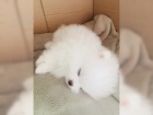  Pomeranian s PP~FCI ~ mui a eny tata na prodej