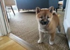 krsn tata shiba inu