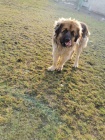 brzy si vezmi tn Leonberger