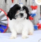 krsn tn shih tzu k adopci