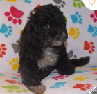 krsn cody cavapoo tn k adopci