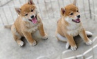 krsn tata shiba inu