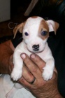 Krsn ttka Jack Russell terira na prodej