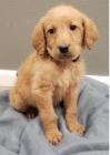 Krsn ttka Labradoodle k adopci