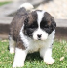 Krsn ttka Saint Bernard k adopci