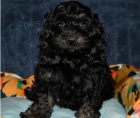 Krsn tata Cockapoo k adopci