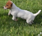 krsn ttka jack russel terira k adopci