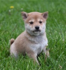 Vzcn tata Shiba Inu pro krsn domov.