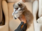 Cistokrevn Pomeranian tata s pp