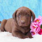 Labrador�t� retr�v�i k adopci 