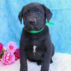 Labrador�t� retr�v�i k adopci 
