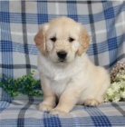 Pokorn� �t��ata zlat�ho retr�vra p�ipravena