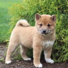 Inteligentn tata Shiba Inur pipraven k adopci 