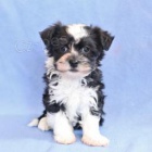 Tato kr�sn�, roztomil� a roztomil� �t���tka Havanese PES A �ENA jsou p�ipravena na nov� miluj�c� domov! 