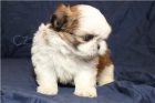 tata shih tzu k adopci