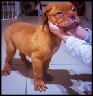 samice a samci okovan a oderven dogue de bordeaux tata na prodej