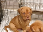 samice a samci okovan a oderven dogue de bordeaux tata na prodej