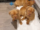 samice a samci okovan a oderven dogue de bordeaux tata na prodej