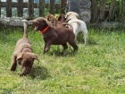 �istokrevn� �t��ata labrador� jsou nyn� k dispozici