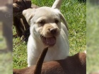 �istokrevn� �t��ata labrador� jsou nyn� k dispozici