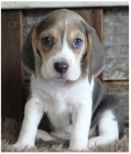 K dispozici tata beagle star 12 tdn