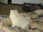 Krsn Pomeranian tata s PP