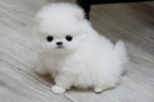 NEMECK TRPASLI PIC/POMERANIAN