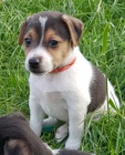 Krsn jack russel jako drek k adopci zdarma,