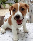 jack russel