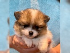 Ndhern Pomeranian / picl tata