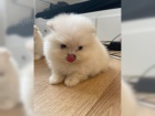 Pomeranian chlapci a d�vky
