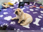 Labradorsk� retriever s PP
