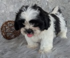 tata shih tzu