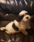 tata Coton De Tulear K dispozici 