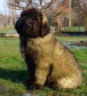 Dobe trnovan ttka Leonberger