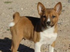 tata basenji