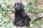 Flat Coated Retriever