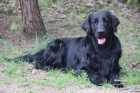 Flat Coated Retriever