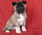 tata Akita inu k dispozici