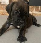 tata cane corso  k dispozici