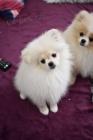 pomeranian k adopci