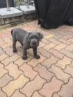 dispozici tata cane corso italiano