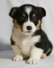 prodej andlskch tat Pembroke Welsh Corgi.