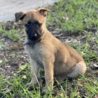 Prodm zdrav a krsn tata belgickch malinois a samc.