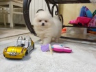 Pomeranian