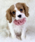 krsn ttka Carveilier King Charles k adopci