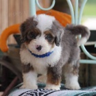 Krsn ttka Bernedoodle k dispozici a pipraven k prodeji.