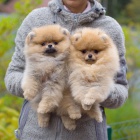 �t��ata pomeransk�ch celebrit pro dobr� domov.